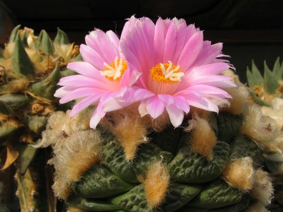 roseocactus fissuratus 4