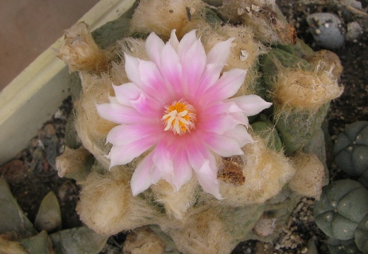 roseocactus lloydii 1 (2051 відвідувань) roseocactus lloydii 1