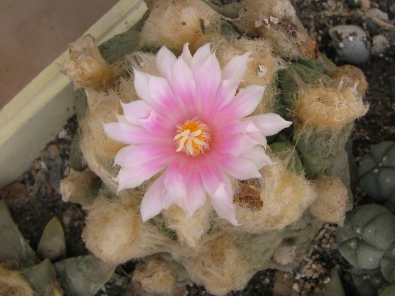 roseocactus lloydii 1