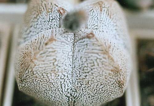 Astrophytum ONZUKA (2339 відвідувань) Astrophytum ONZUKA