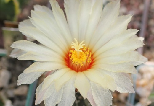 Astrophytum X CapAs 001 (2032 відвідувань) Astrophytum X CapAs 001