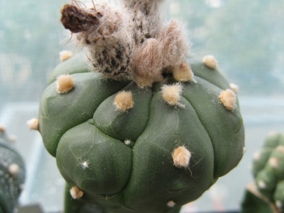Astrophytum asterias Kikko alen  2
