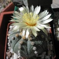 Astrophytum asterias Xans (1931 відвідувань) Astrophytum asterias Xans