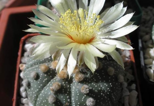 Astrophytum asterias Xans (1929 відвідувань) Astrophytum asterias Xans