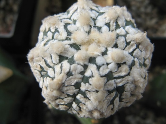 Astrophytum asterias Zebra Snow  4