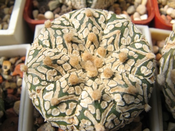 Astrophytum asterias Zebra  2