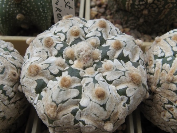 Astrophytum asterias Zebra  5