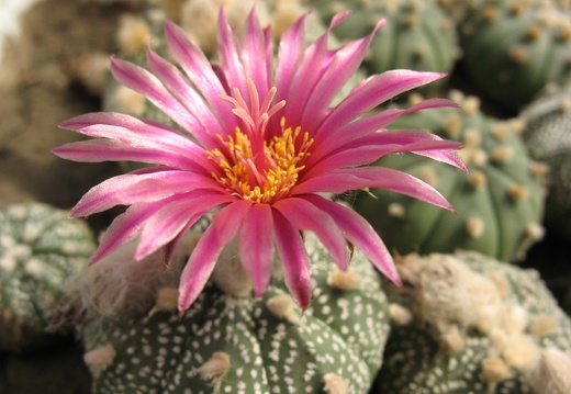 Astrophytum asterias cv Rote Bluete Bulah (2087 відвідувань) Astrophytum asterias cv Rote Bluete Bulah