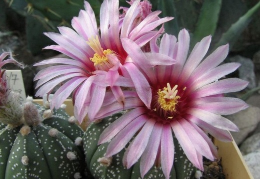 Astrophytum asterias cv Rote Bluete Fomenko (1804 відвідувань) Astrophytum asterias cv Rote Bluete Fomenko