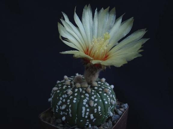 Astrophytum asterias cv Superkabuto Pechersky
