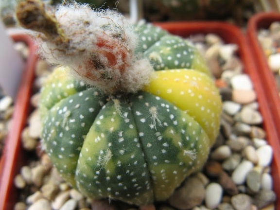 Astrophytum asterias nisiki Japan
