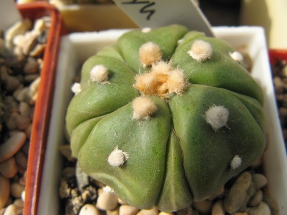 Astrophytum asterias nudum Fukuryu