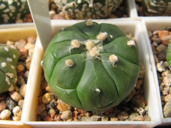 Astrophytum asterias nudum Kikko