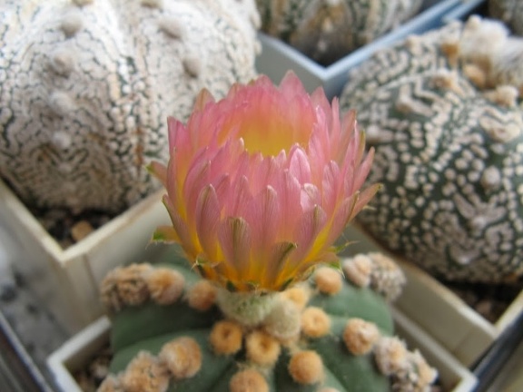 Astrophytum asterias nudum Ooibo