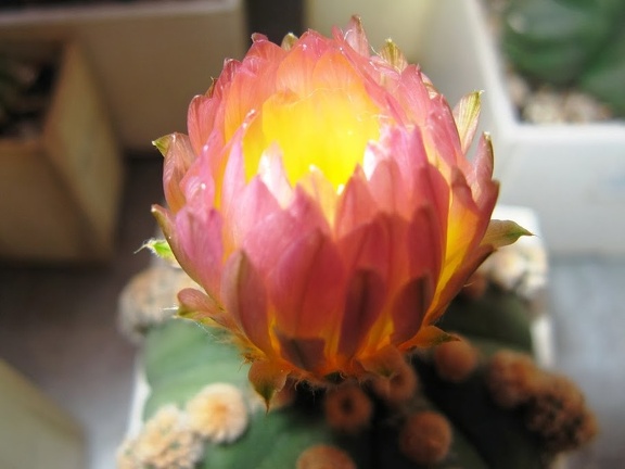 Astrophytum asterias nudum Ooibo  2