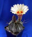 Astrophytum capricorne Lira