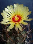 Astrophytum capricorne Pechersky