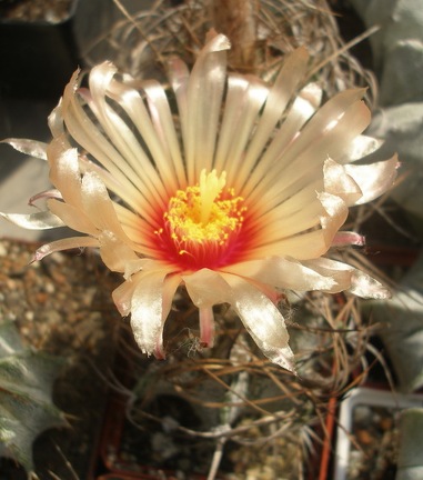 Astrophytum capricorne f  roseiflorus x