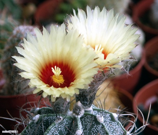 Astrophytum capricorne v  niveum