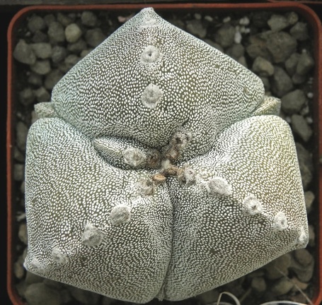Astrophytum myriostigma 001
