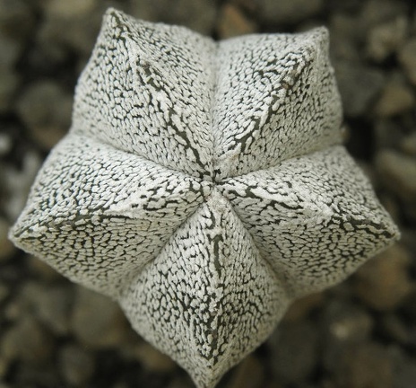 Astrophytum myriostigma cv Onzuka