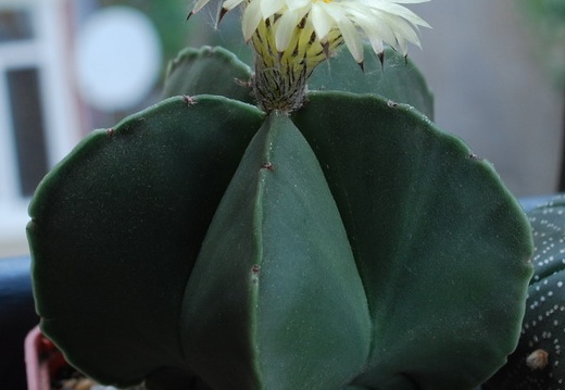 Astrophytum myriostigma f nudum 001 (1669 відвідувань) Astrophytum myriostigma f nudum 001