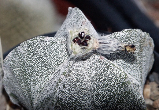Astrophytum myriostigma seeds (1417 відвідувань) Astrophytum myriostigma seeds