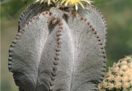 Astrophytum myriostigma v columnare (1373 відвідувань) Astrophytum myriostigma v columnare