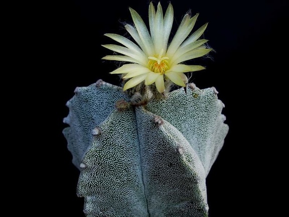 Astrophytum myriostigma v tulense Pechersky
