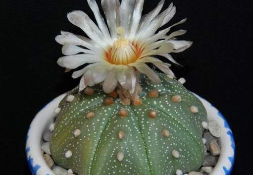 Ph Astrophytum asterias Moksa (1471 відвідувань) Ph Astrophytum asterias Moksa