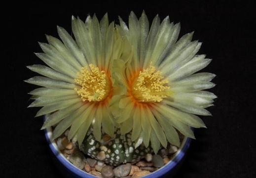 Ph Astrophytum asterias cv Super Kabuto1 VitNat (1635 відвідувань) Ph Astrophytum asterias cv Super Kabuto1 VitNat