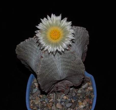Ph Astrophytum myriostigma VitNat