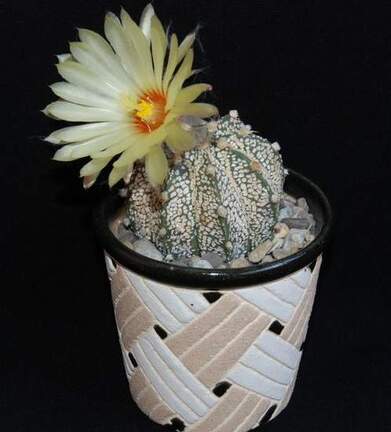 Ph Astrophytum niveum x asterias cv Superkabuto Moksa