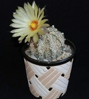 Ph Astrophytum niveum x asterias cv Superkabuto Moksa