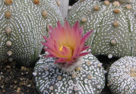 Astrophytum asterias cv. ‘Super Kabuto’ (4593 відвідувань) Фото и растения Владимира Фоменко (Запорожье) Astrophytum asterias cv. ‘Super Kabuto’