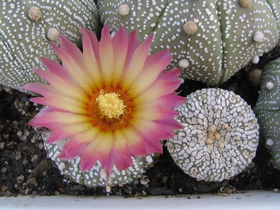 Astrophytum asterias cv. ‘Super Kabuto’