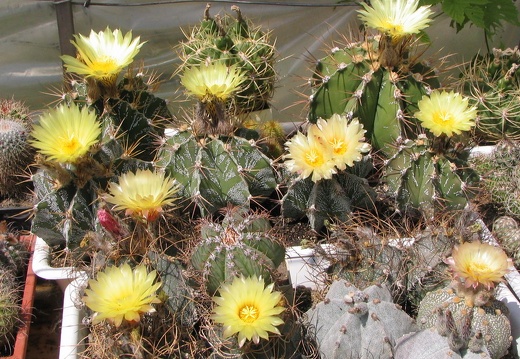 a astrophytum fl4 (1640 відвідувань) a astrophytum fl4