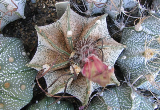 Astrophytum capricorne f. stachellos (3103 відвідувань) Фото и растения Владимира Фоменко (Запорожье) Astrophytum capricorne f. stachellos