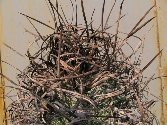 Astrophytum capricorne v.major