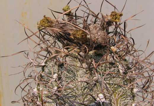 Astrophytum capricorne (3490 відвідувань) Фото и растения Владимира Фоменко (Запорожье) Astrophytum capricorne
