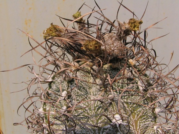 Astrophytum capricorne 