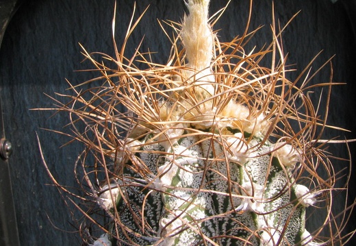 Astrophytum crassispinoides (3427 відвідувань) Фото и растение Владимира Фоменко (Запорожье) Astrophytum crassispinoides