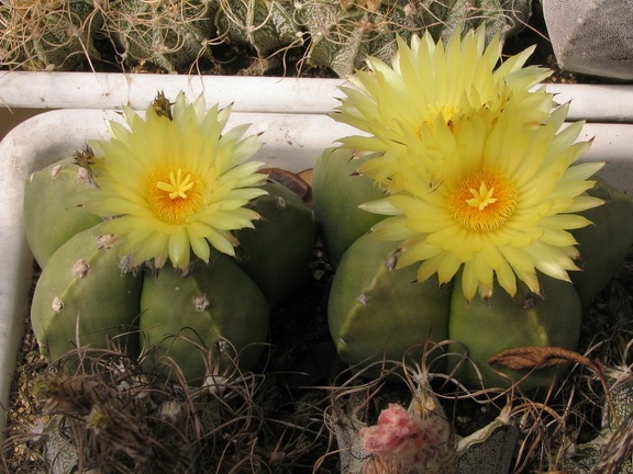 Astrophytum myriostigma v. strongylogonum f. nudum