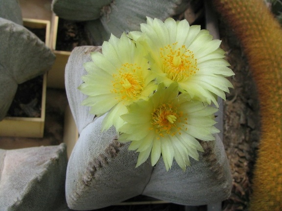Astrophytum myriostigma v. quadricostatum