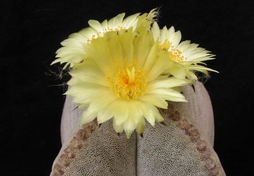 Astrophytum myriostigma v. quadricostatum (3084 відвідувань) Фото и растения Владимира Фоменко (Запорожье) Astrophytum myriostigma v. quadricostatum
