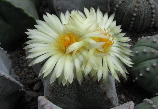 Astrophytum myriostigma (3069 відвідувань) Фото и растения Владимира Фоменко (Запорожье) Astrophytum myriostigma