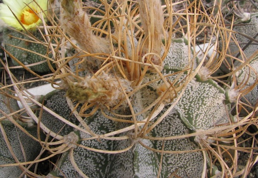 Astrophytum niveum v. flavispinum (3093 відвідувань) Фото и растение Владимира Фоменко (Запорожье) Astrophytum niveum v. flavispinum