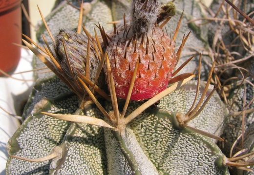 Astrophytum niveum v. flavispinum (2973 відвідувань) Фото и растение Владимира Фоменко (Запорожье) Astrophytum niveum v. flavispinum