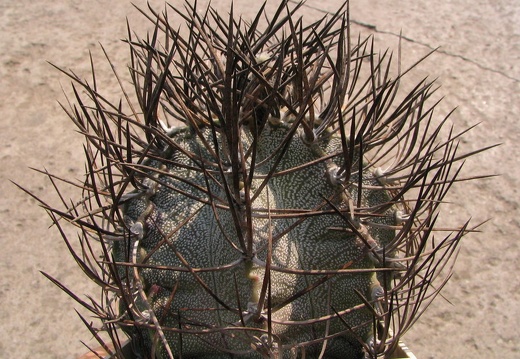 Astrophytum niveum (3114 відвідувань) Фото и растение Владимира Фоменко (Запорожье) Astrophytum niveum