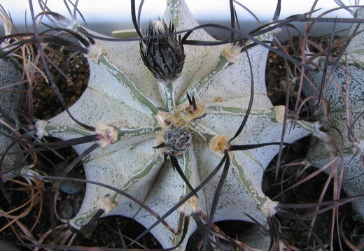Astrophytum niveum (2959 відвідувань) Фото и растение Владимира Фоменко (Запорожье) Astrophytum niveum